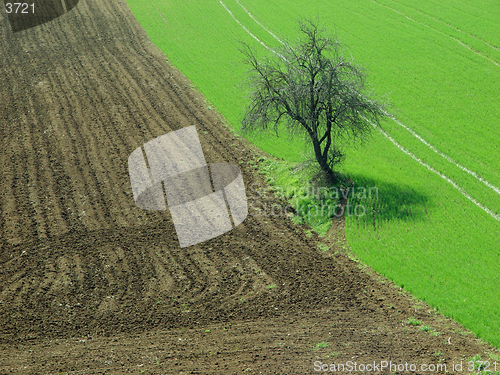 Image of tree in the fields