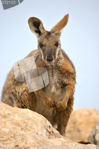 Image of yellow footed rock wallaby