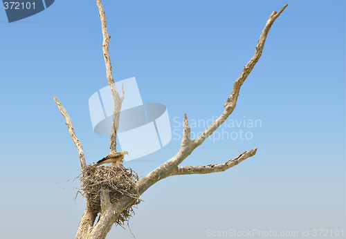 Image of whistling kite