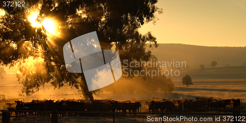 Image of morning cows