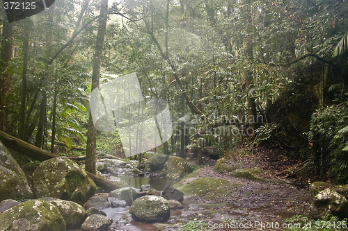 Image of rain forest