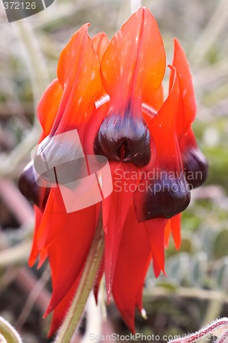 Image of sturts desert pea