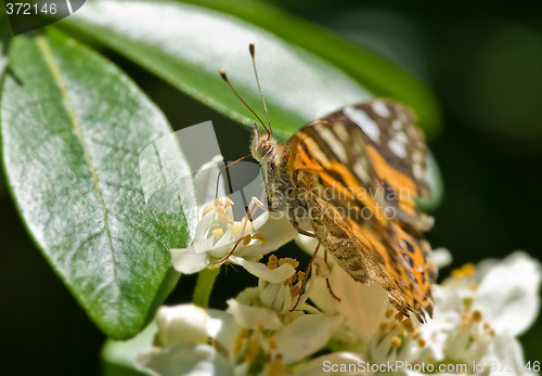 Image of monarch butterfly