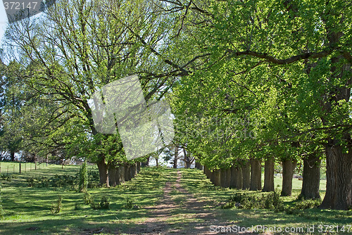 Image of spring country road