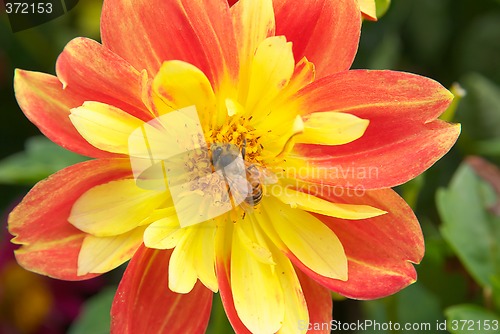 Image of bee yellow red