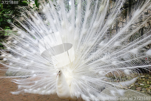 Image of White peacock with feathers out