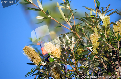 Image of lorikeet eating a banksia