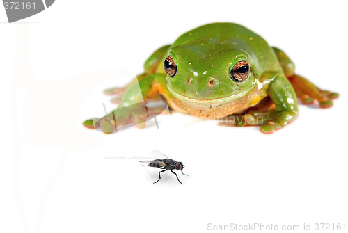 Image of green tree frog and a fly