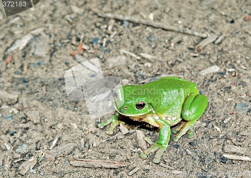 Image of green tree frog on ground