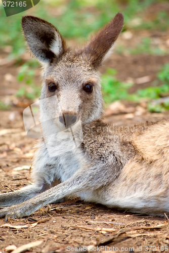 Image of kangaroo lying around