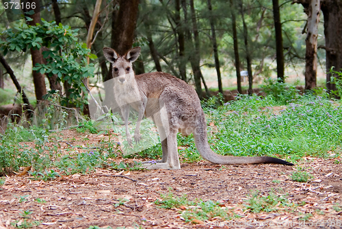 Image of kangaroo