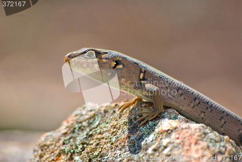 Image of lizard on rock