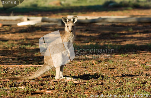 Image of kangaroo looking at camera