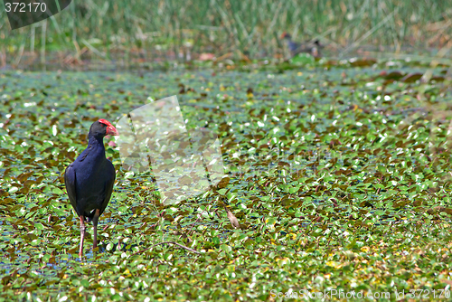 Image of water hen in wetlands