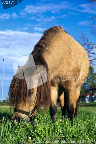 Image of mini horse eating grass