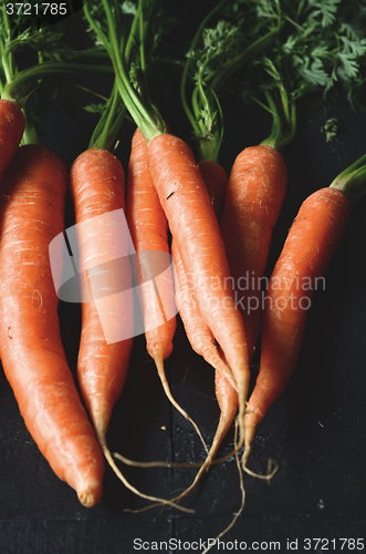 Image of Bunch of fresh carrots with green leaves