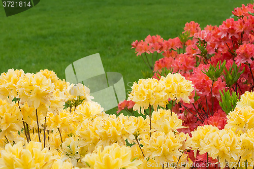Image of Yellow and red rhododendrons.