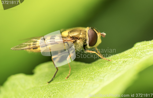 Image of Yellow fly on green leaf.
