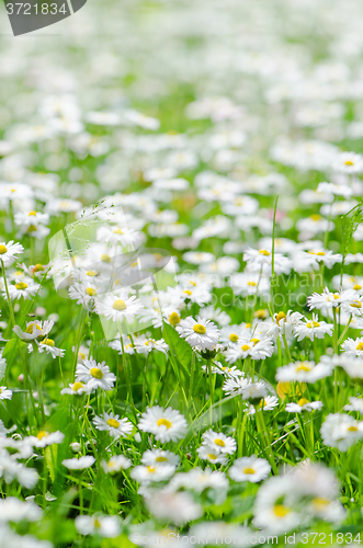 Image of Glade beautiful little daisy, close-up