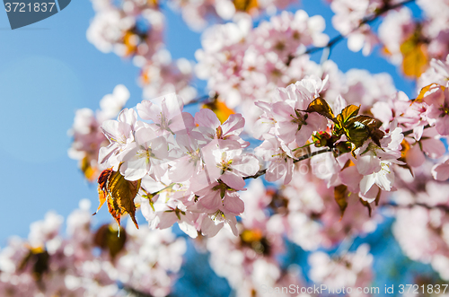 Image of Beautiful blossoming Sakura close up
