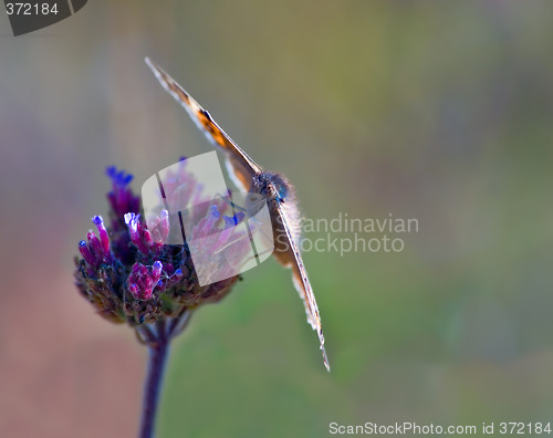 Image of butterfly on flower