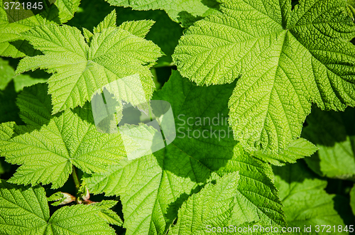 Image of Young green leaves of a raspberry, background