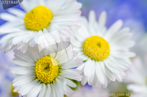 Image of Bouquet of field flowers, close-up  