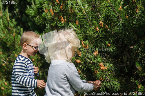 Image of Boy and girl collect pine buds
