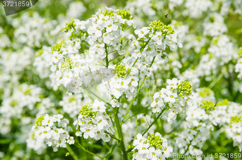 Image of Small white flowers of horseradish, close-up  