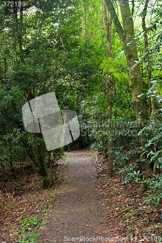 Image of rain forest