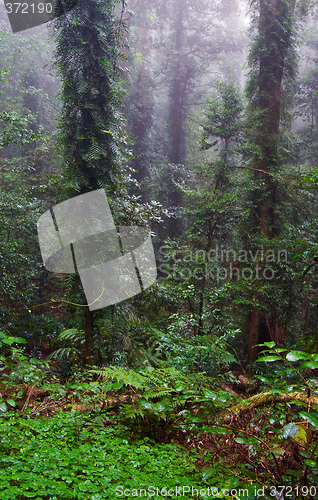 Image of rain forest