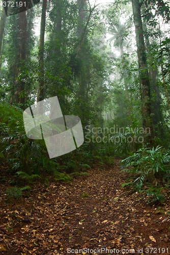 Image of rain forest