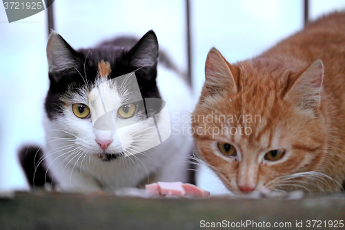 Image of  sitting on the floor cat