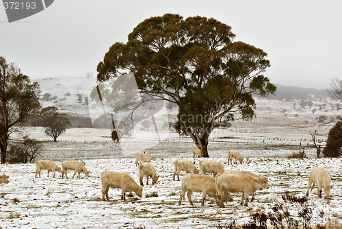 Image of cows in the snow