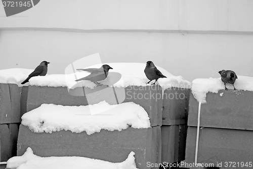 Image of Birds in the snow