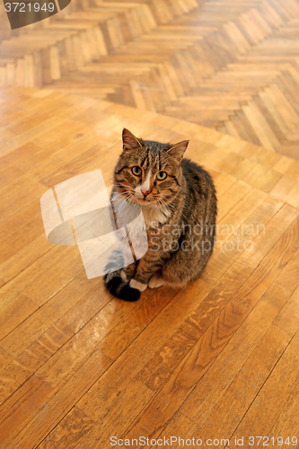 Image of  sitting on the floor cat