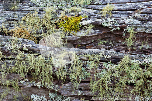 Image of moss on log