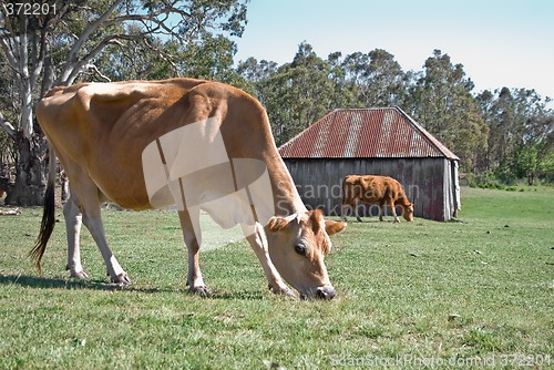 Image of cows in the field