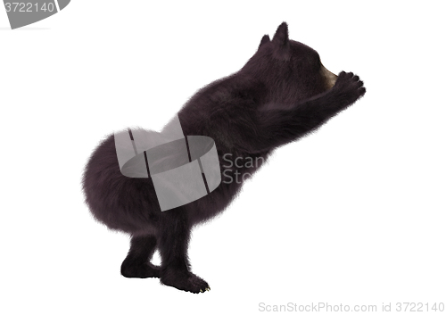 Image of Black Bear Cub