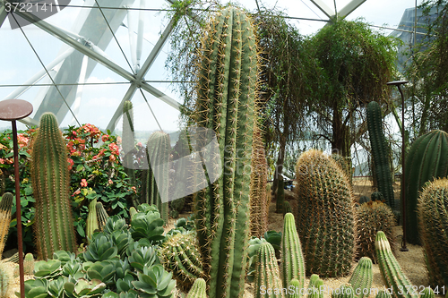 Image of Cactus & succulent plants in Gardens by the Bay