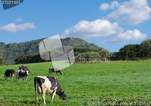 Image of Spotted Cows on Meadow