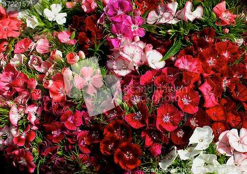 Image of Multi Colored Dianthus Background