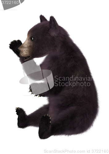 Image of Black Bear Cub