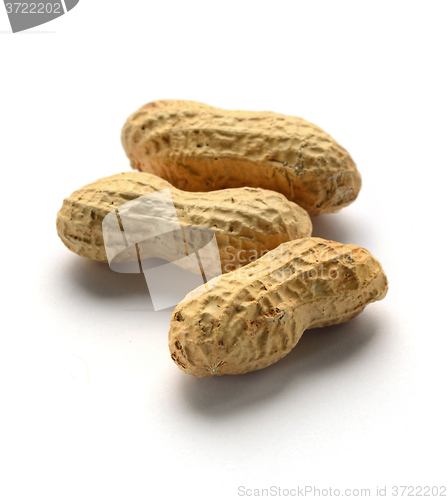 Image of Dried peanuts  in shells