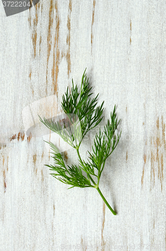 Image of piece of fresh  dill 
