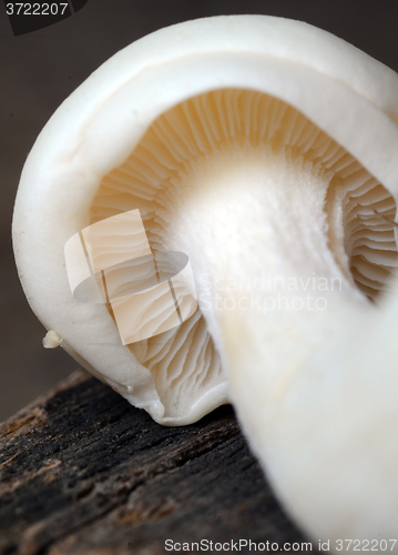 Image of Shimeji mushrooms on wood