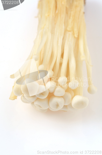 Image of Shimeji mushrooms on white