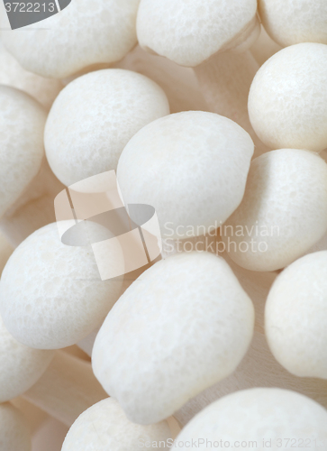 Image of Shimeji mushrooms on white
