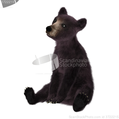 Image of Black Bear Cub