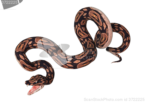 Image of Ball Python on White